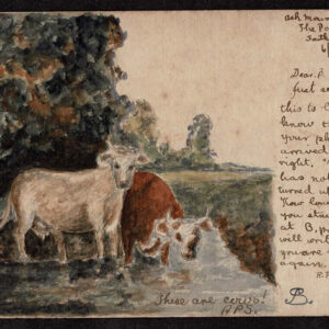 Lot 226 - GREAT BRITAIN, 1903 postal card depicting very cute hand-drawn water color of two cows by a stream - Image 1