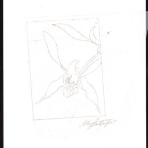 Lot 360 - BRITISH SOLOMON ISLANDS: 1993 set of six preliminary drawings of the Orchid Aerogramme by Mary Butterfield - Image 2