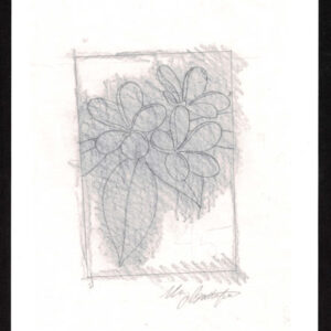 Lot 360 - BRITISH SOLOMON ISLANDS: 1993 set of six preliminary drawings of the Orchid Aerogramme by Mary Butterfield - Image 4